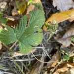 Humulus scandens Листок