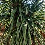 Pandanus odorifer 葉