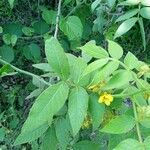 Senna hirsuta Fuelha