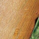 Eucalyptus parvula Corteza