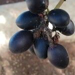 Acokanthera oblongifolia Fruit