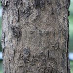 Isoberlinia tomentosa Ŝelo