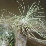 Tillandsia argentea Flower