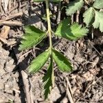 Geum aleppicum Leaf