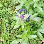 Centaurea montanaFlower