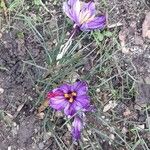 Crocus sativus Habitus