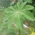 Ricinus communisبرگ