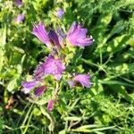 Echium rosulatum 花