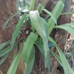 Coelogyne huettneriana