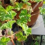 Pelargonium capitatum Leaf