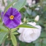 Solanum laciniatum Flower