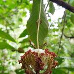 Monodora myristica Flower