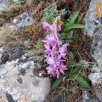 Orchis olbiensis Flor