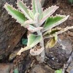 Kalanchoe citrina Folha