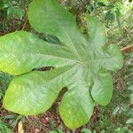 Cecropia obtusa Blatt