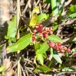 Muehlenbeckia sagittifolia Blomma