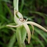 Habenaria trifida Květ