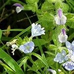 Salvia viridis Flower