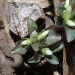 Obolaria virginica Fiore