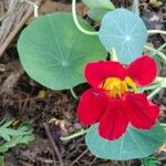 Tropaeolum minus Flower