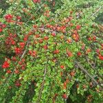 Cotoneaster nan-shan ശീലം