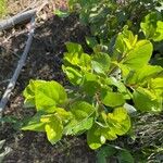 Ceanothus velutinus برگ