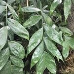 Chamaedorea oblongata 葉