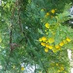 Vachellia karrooFlower