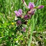 Cytisus purpureus Alkat (teljes növény)