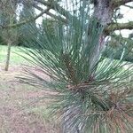 Pinus nigra List