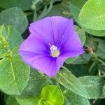 Convolvulus sabatiusFlower