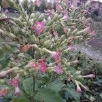 Nicotiana tabacum Blüte