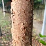 Syzygium zeylanicum Bark