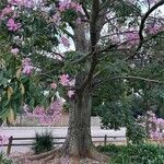 Ceiba speciosa خشب