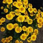 Helenium autumnale Çiçek