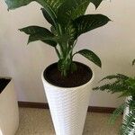 Dieffenbachia seguineDeilen