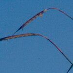 Heteropogon contortus Flor