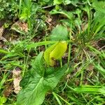 Arum maculatumList