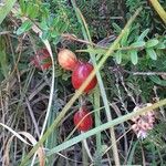 Vaccinium macrocarpon Fruit