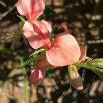 Indigofera miniata Hàbitat