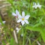 Sisyrinchium albidum Floare