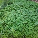 Urtica urens عادت داشتن