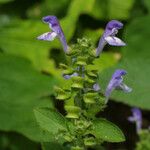 Scutellaria ovata Flower