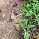 Salvia spathacea Lorea
