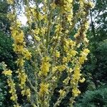 Verbascum pulverulentumFlors