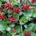 Salix herbacea List