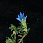 Gentiana meiantha موطن