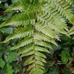 Dryopteris erythrosora 葉