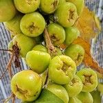 Syzygium samarangense Fruit