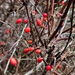 Berberis thunbergii फल